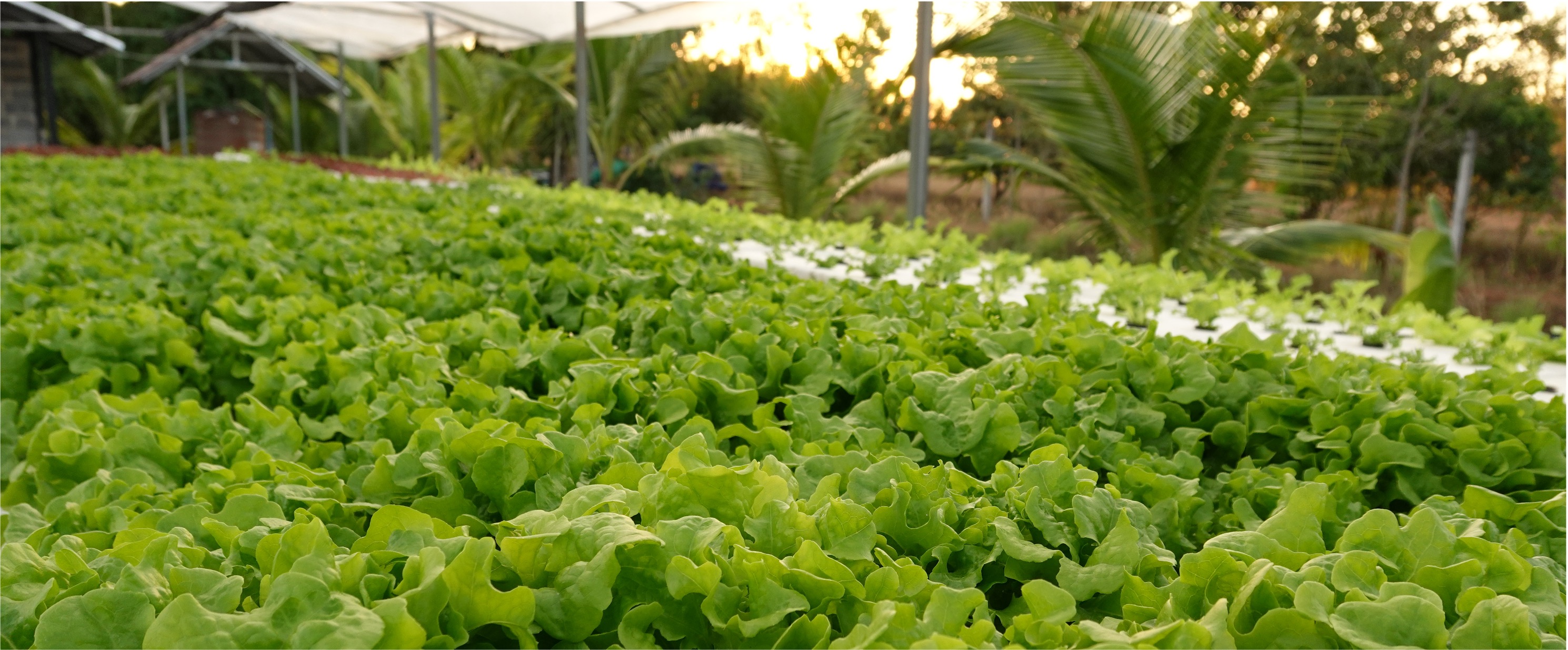 Rice paddies, gardens, orchard and fish pond