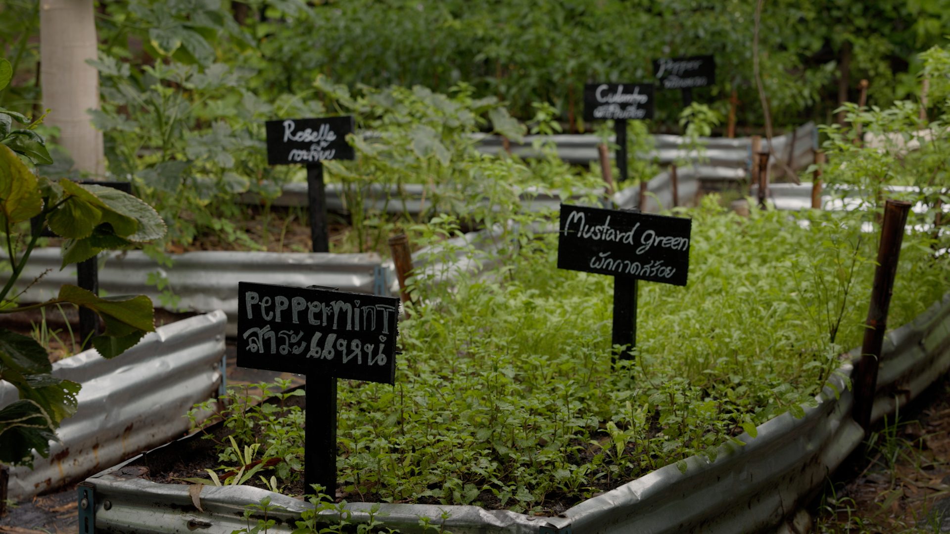 The herb garden, labelled row by row