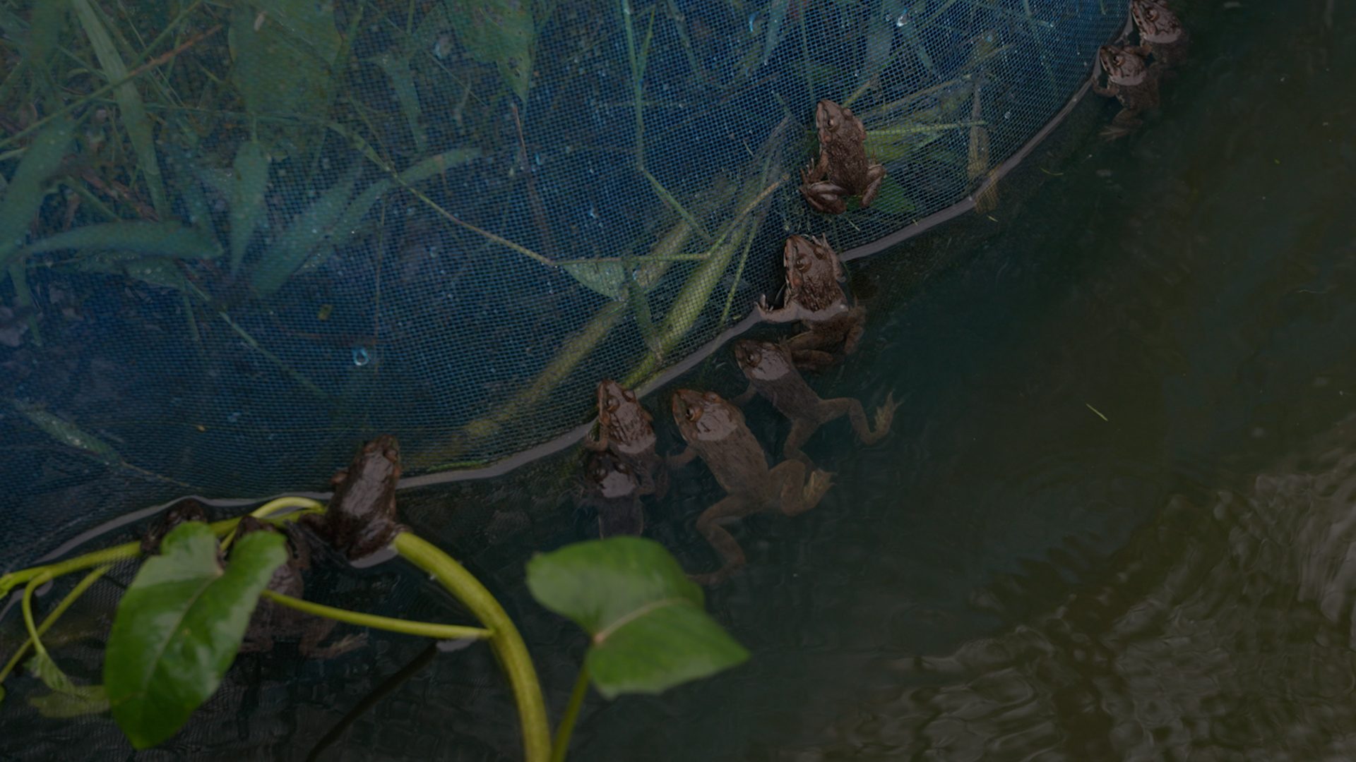 The pond